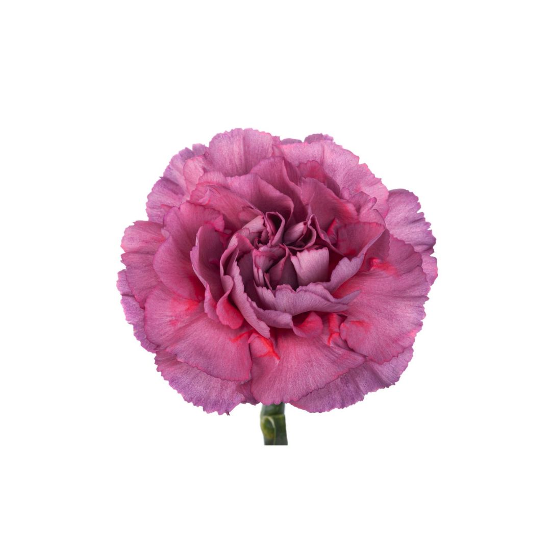 Carnation
