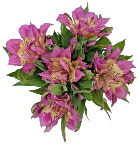 Alstroemeria