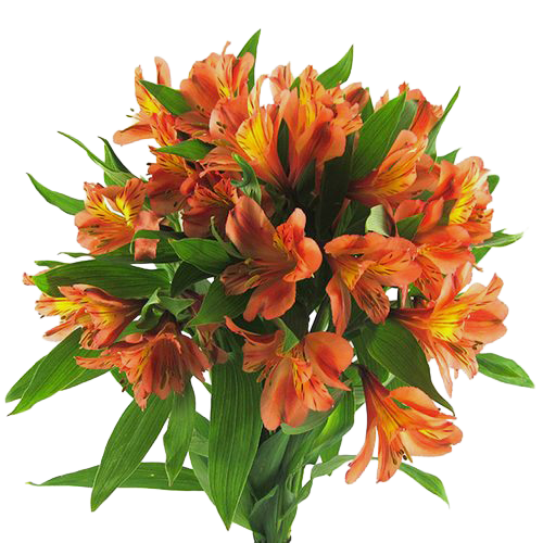 Alstroemeria