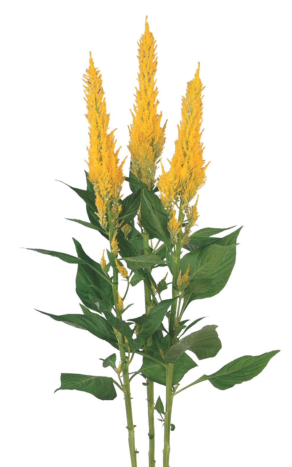 Celosia