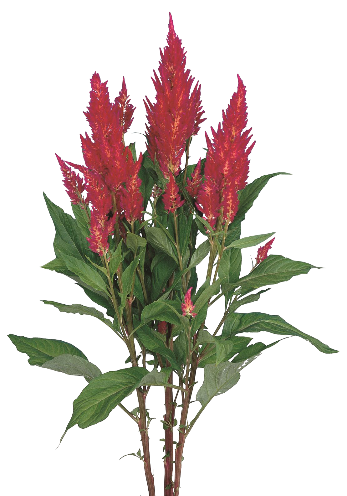 Celosia