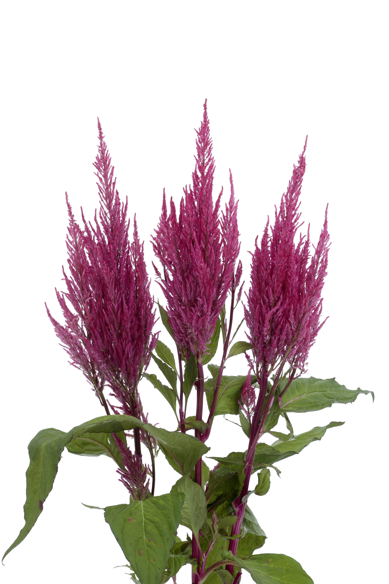 Celosia