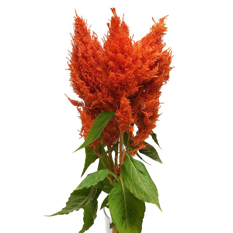 Celosia