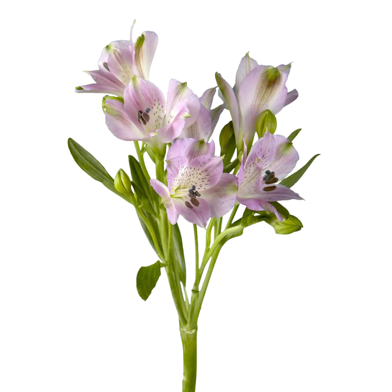 Alstroemeria