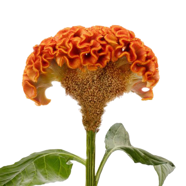 Celosia