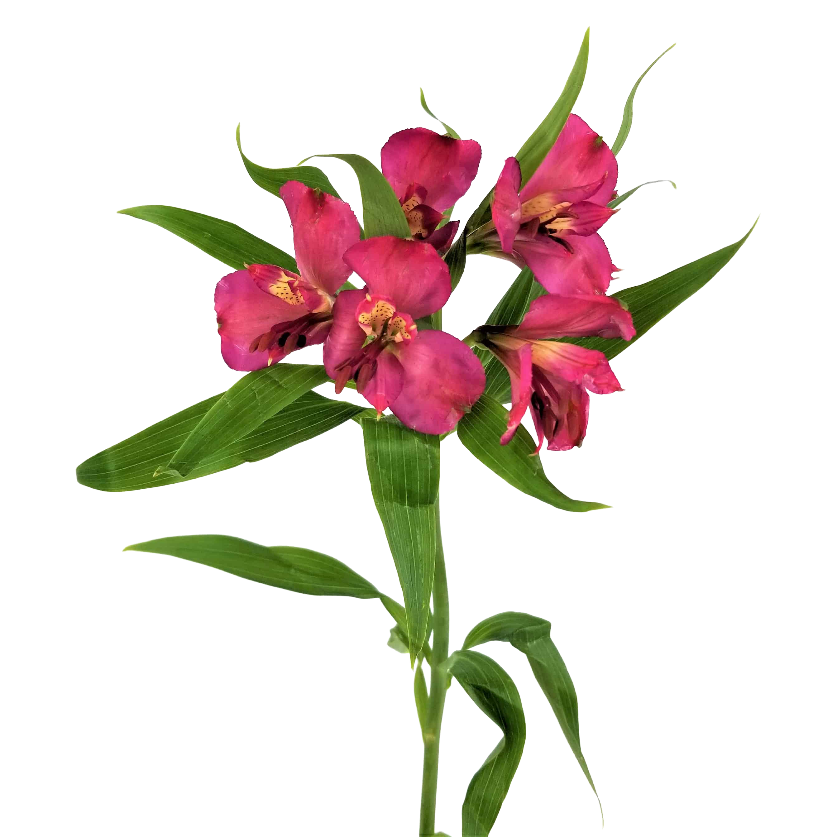 Alstroemeria