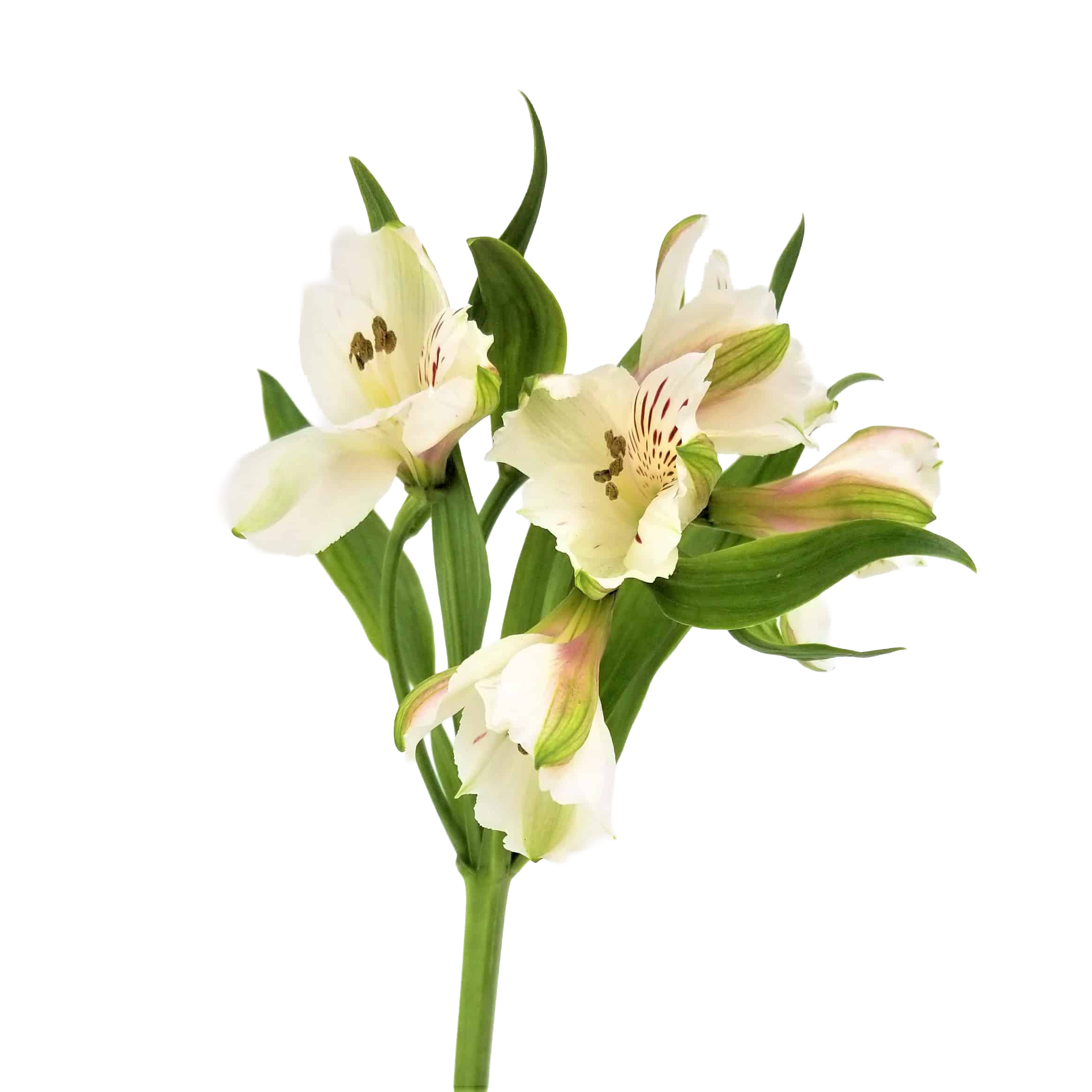 Alstroemeria