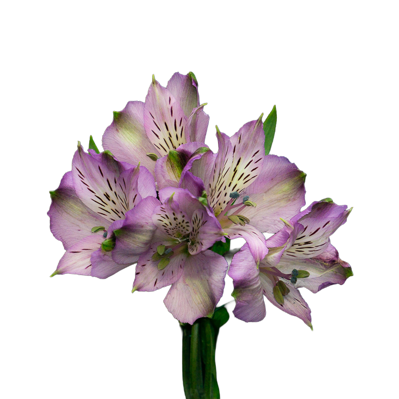 Alstroemeria