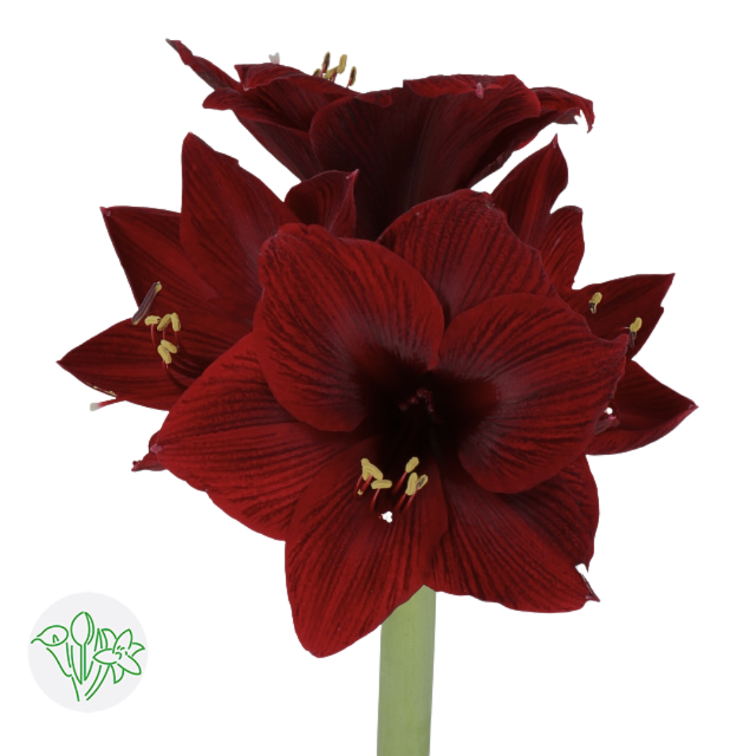 Amaryllis