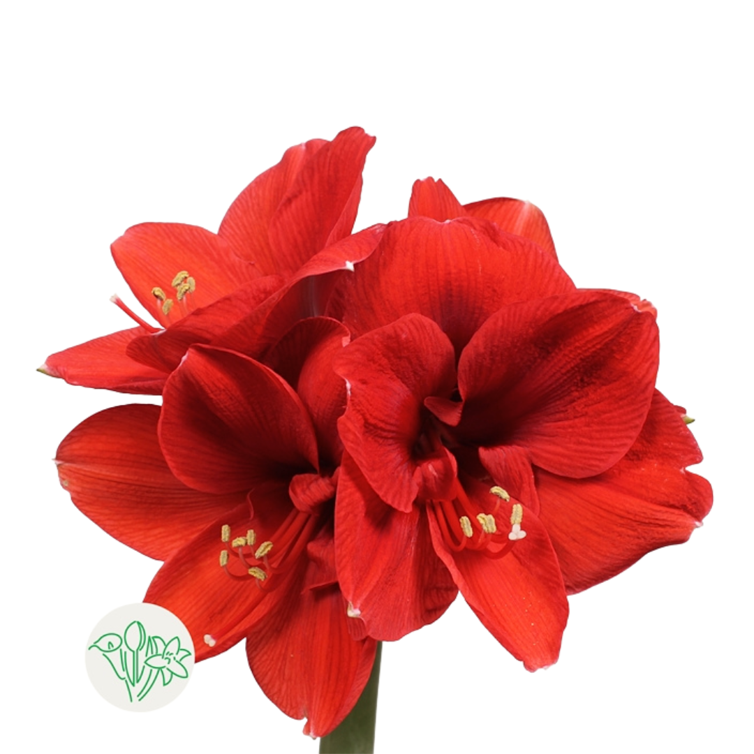 Amaryllis