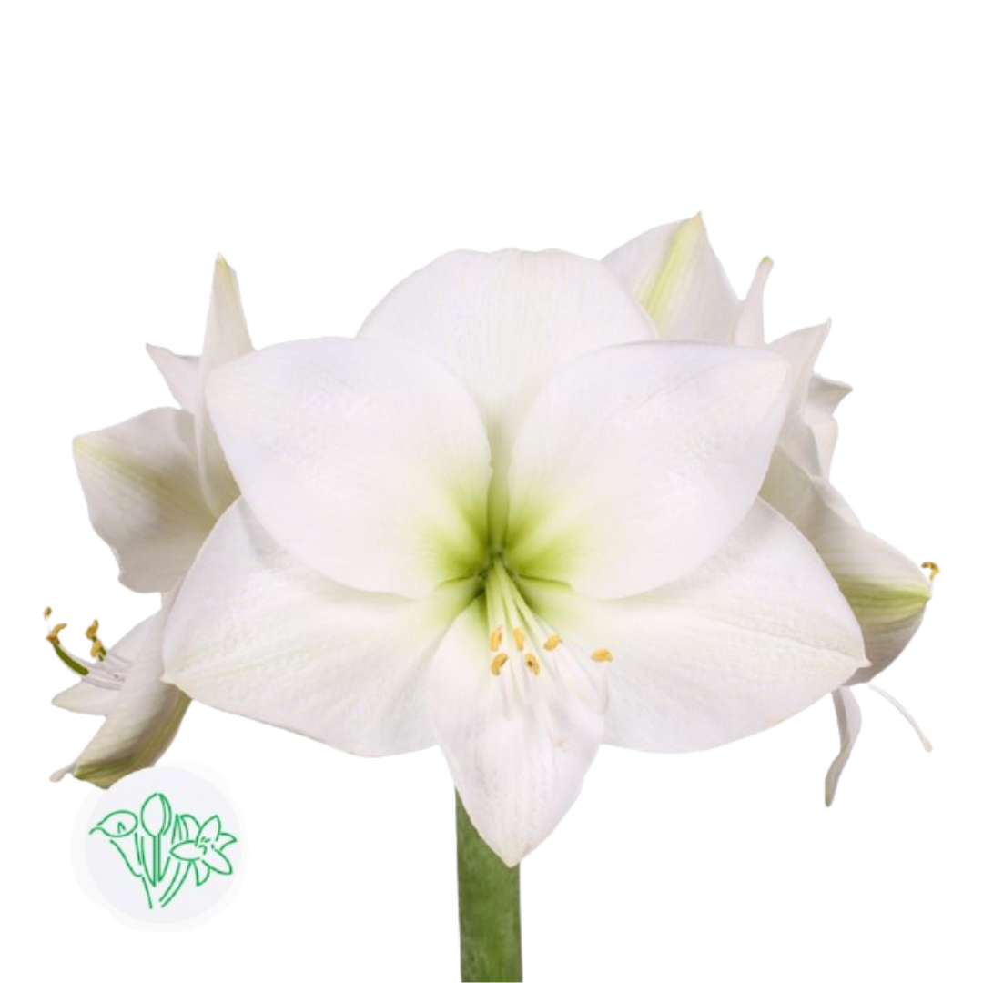 Amaryllis