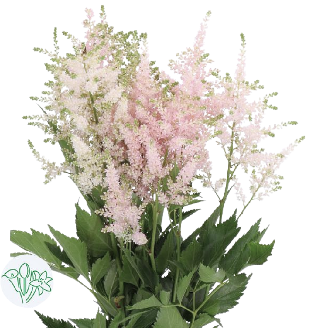 Astilbe