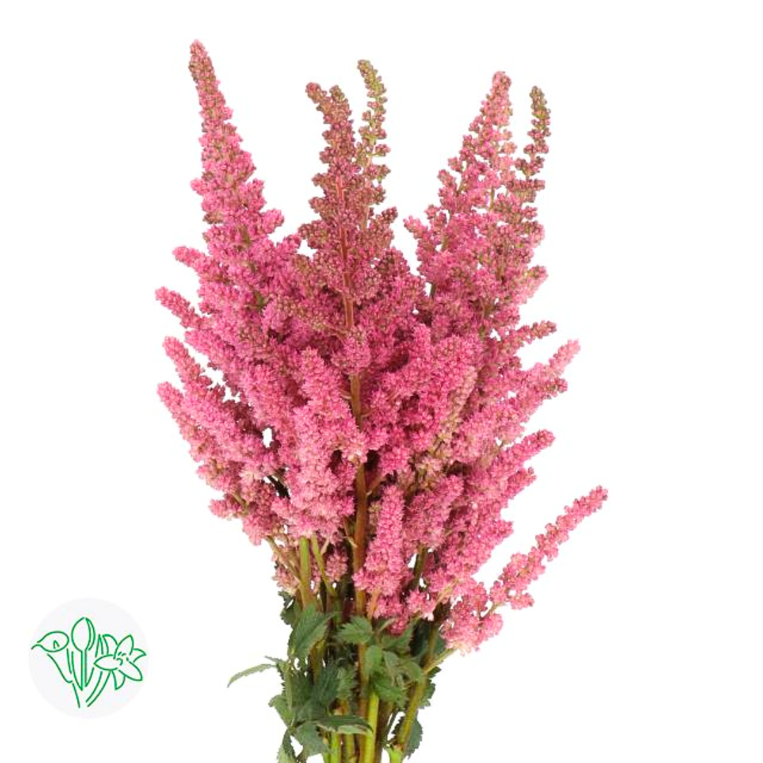 Astilbe