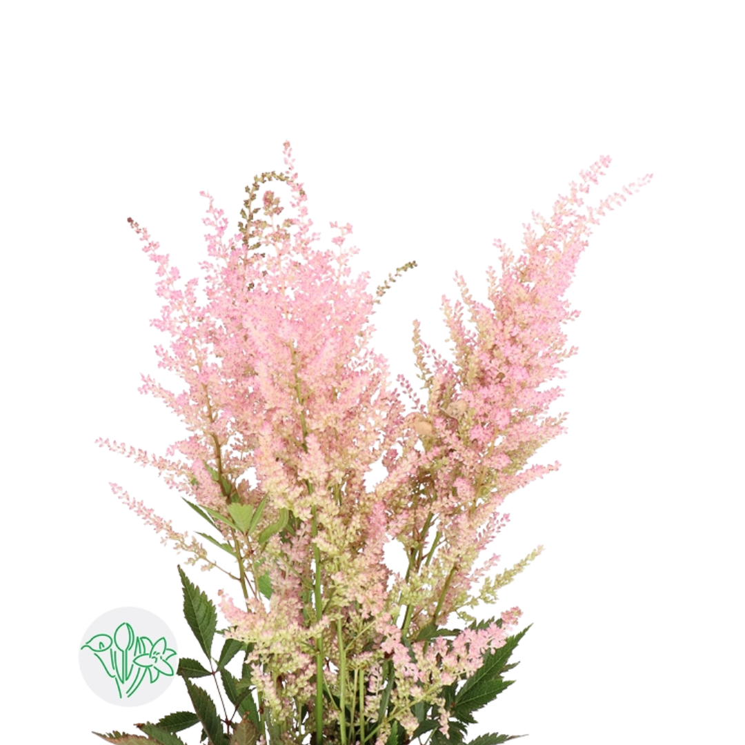 Astilbe