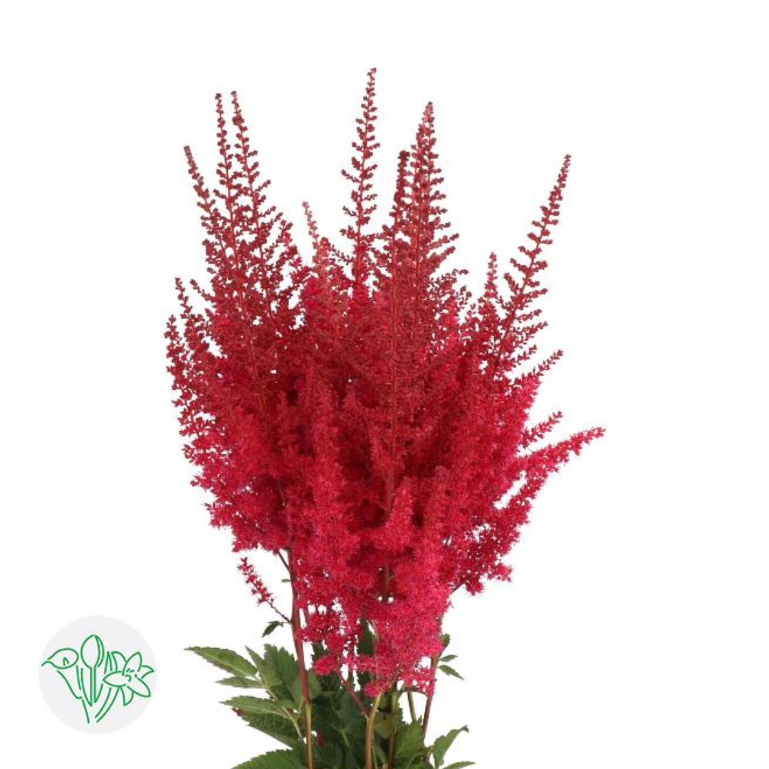 Astilbe