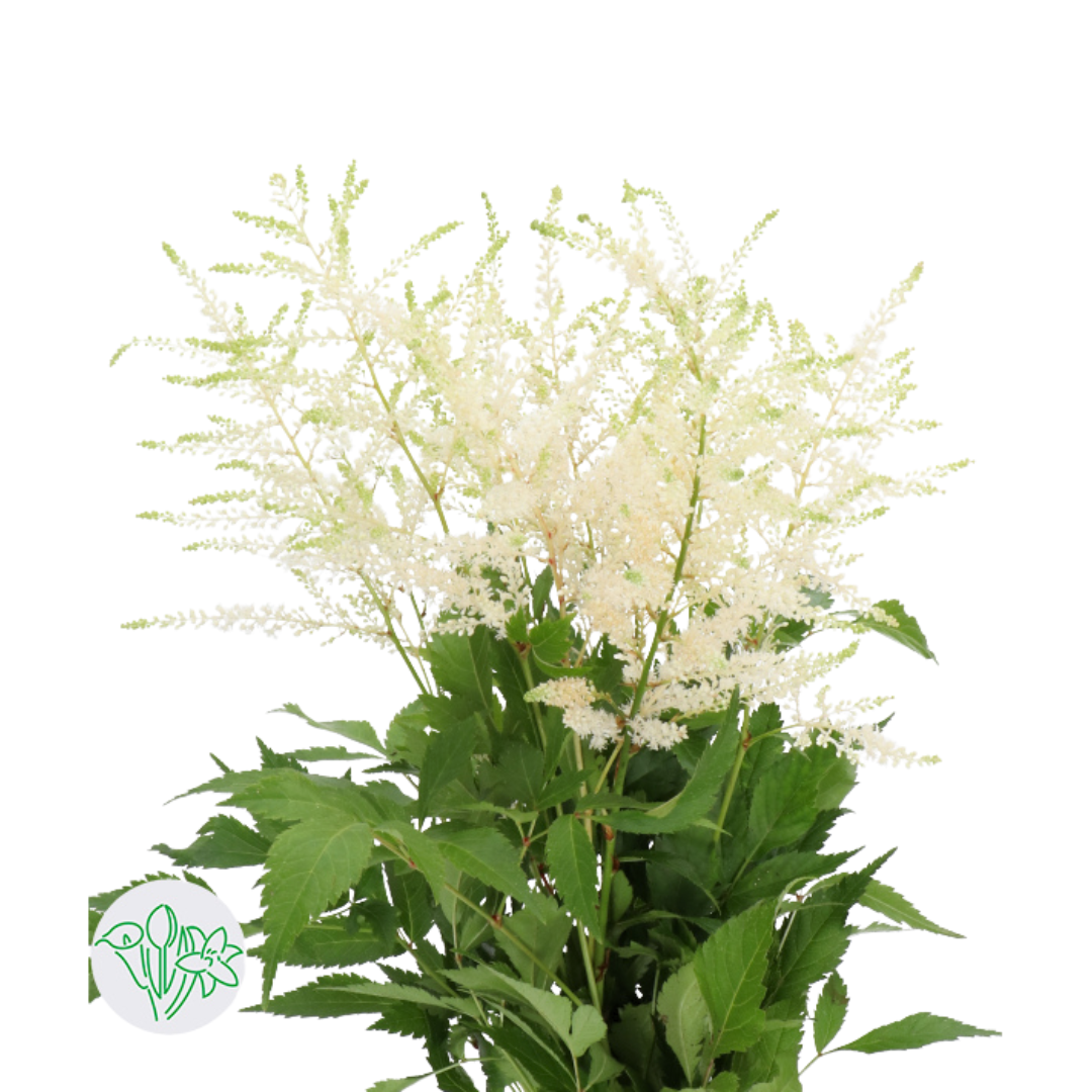 Astilbe
