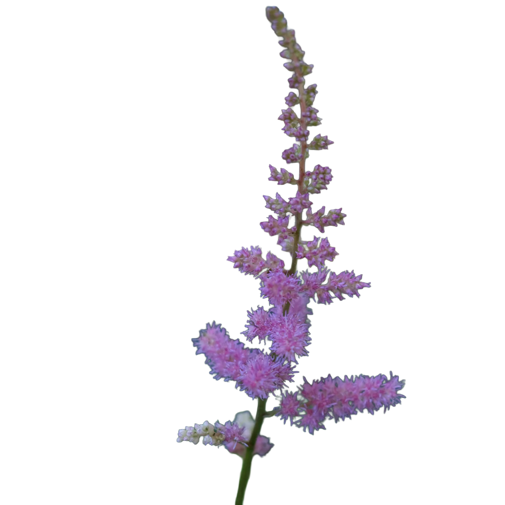 Astilbe