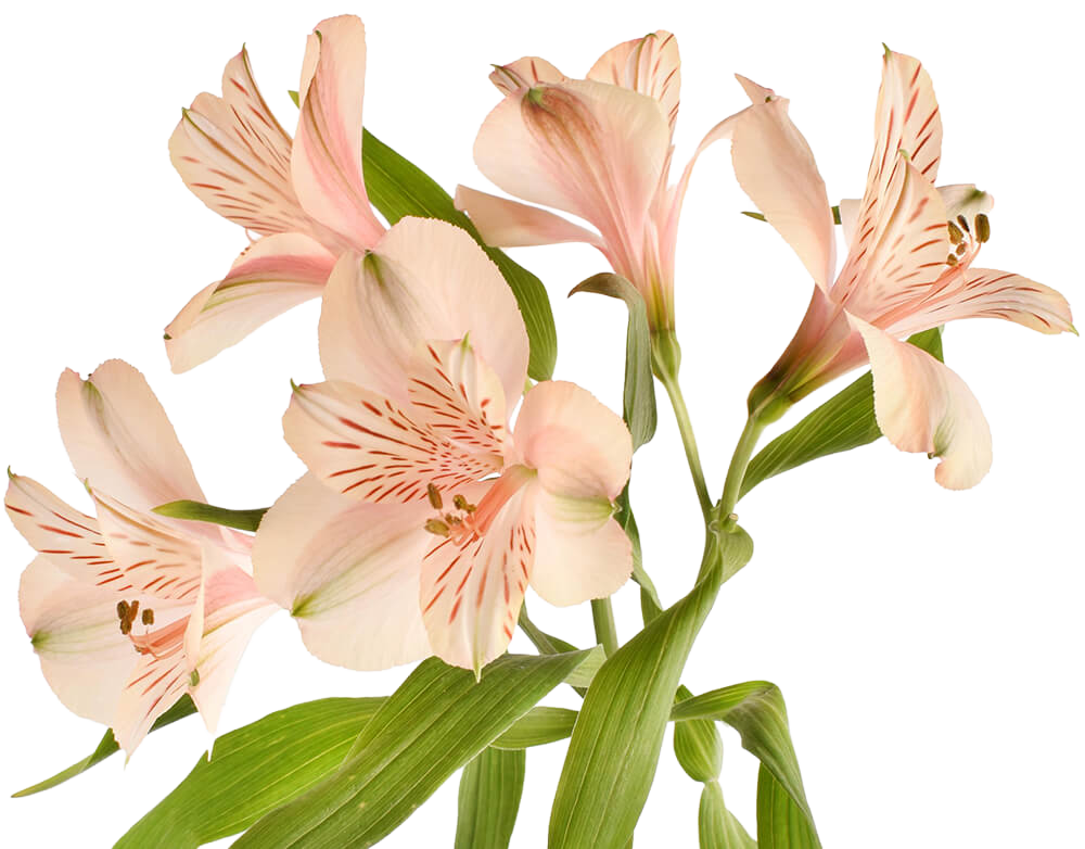 Alstroemeria