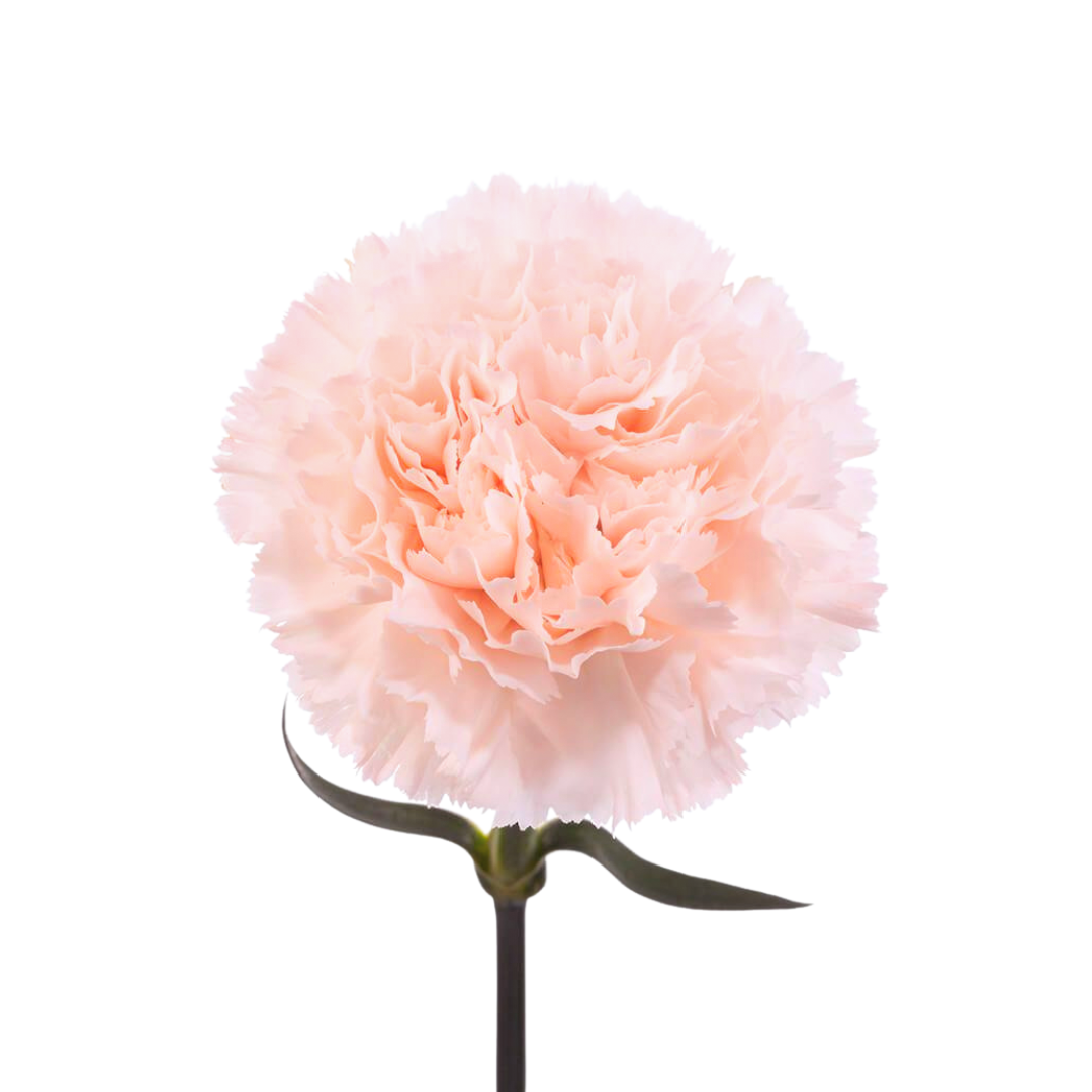 Carnation
