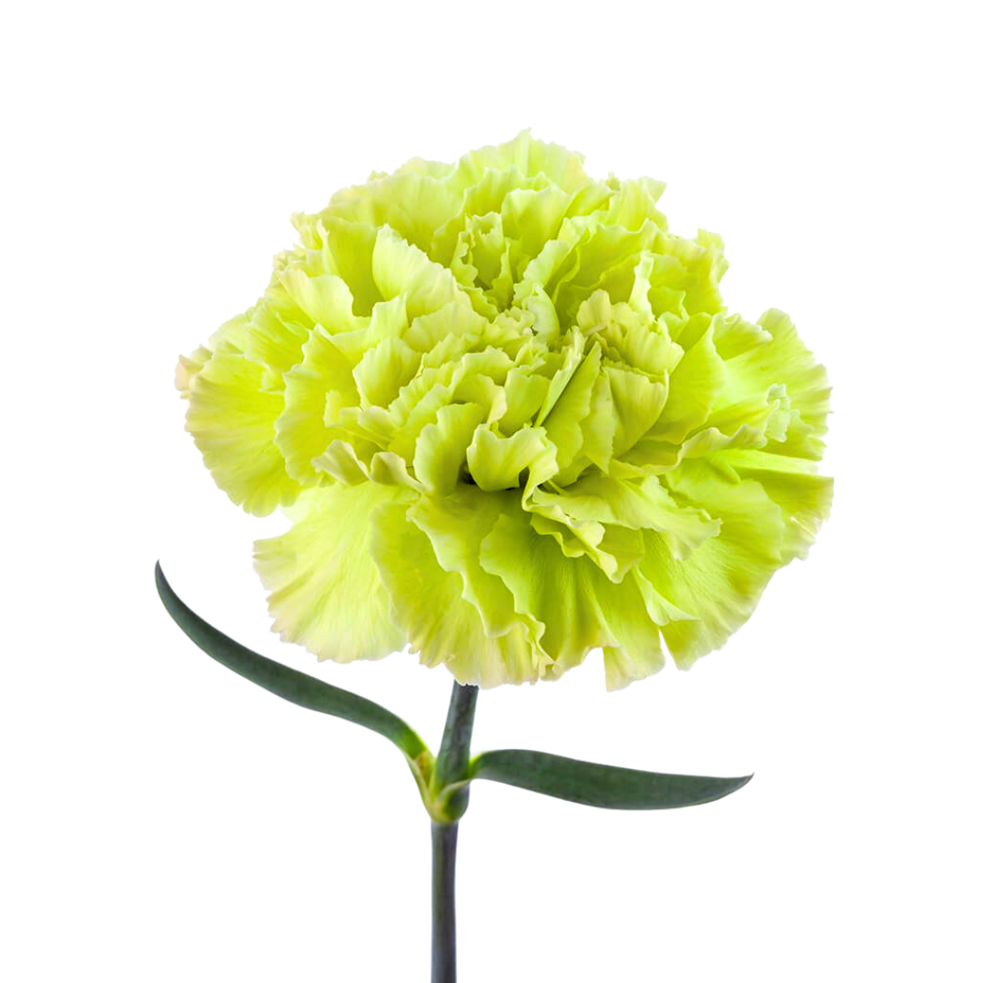 Carnation