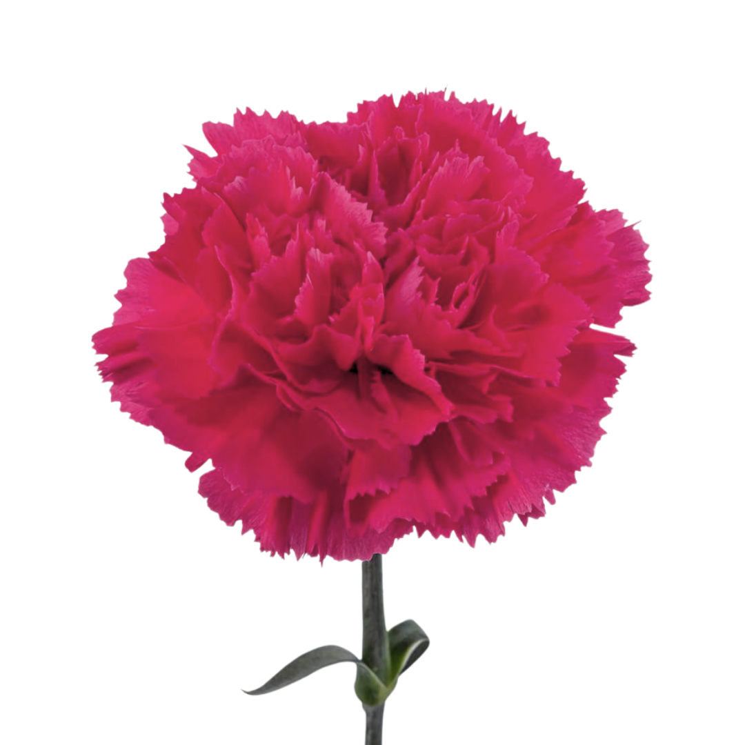 Carnation