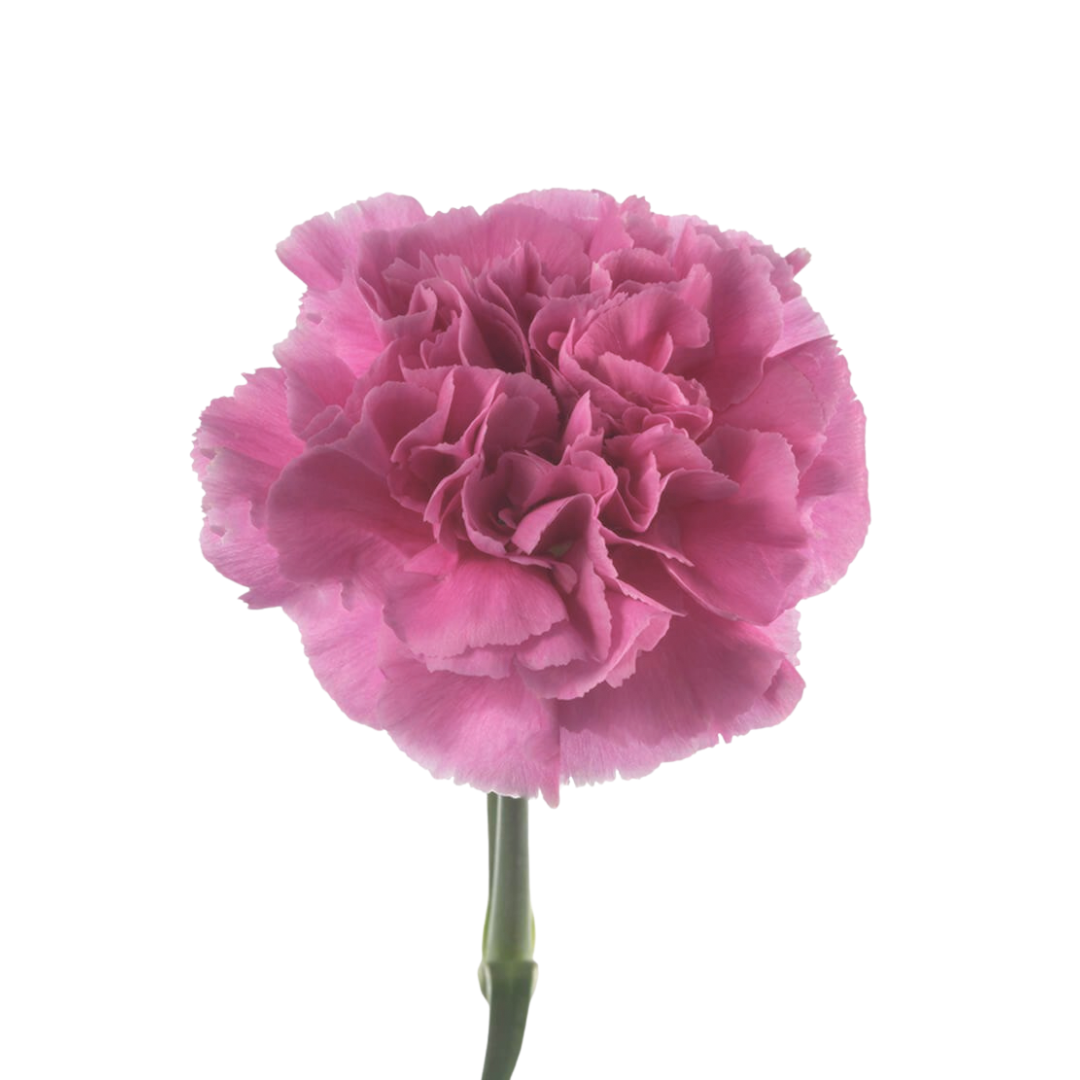 Carnation