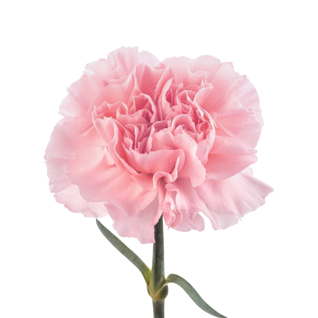 Carnation
