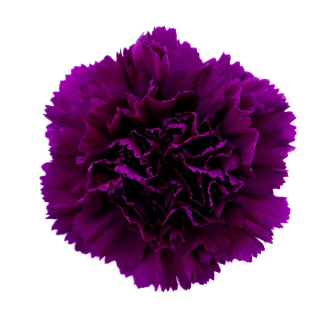 Carnation Moon Series