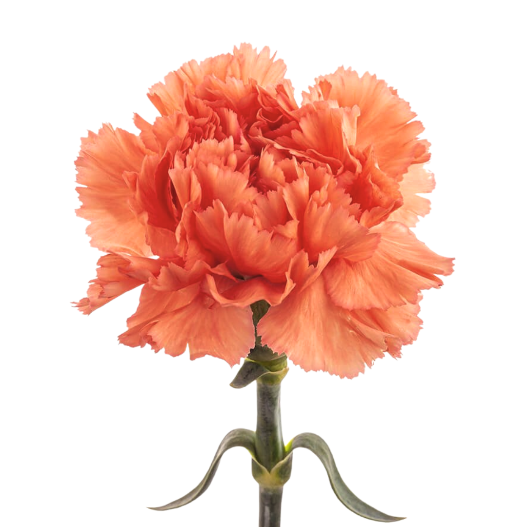 Carnation