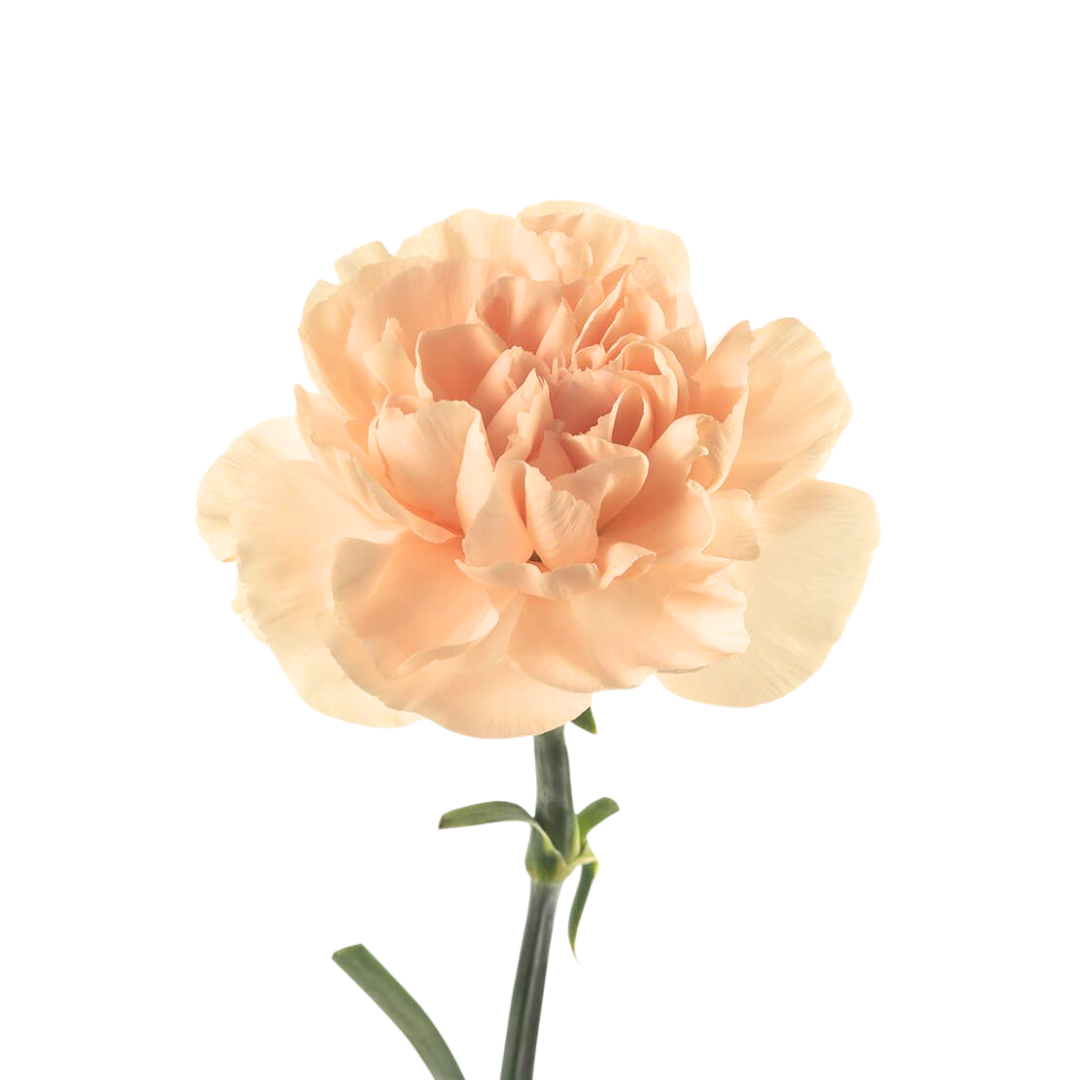Carnation