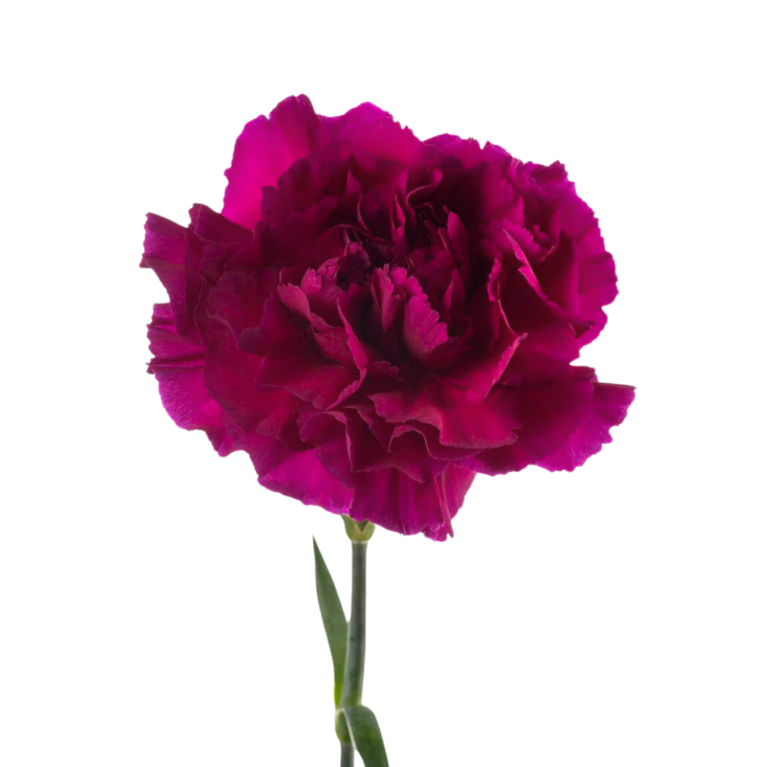 Carnation