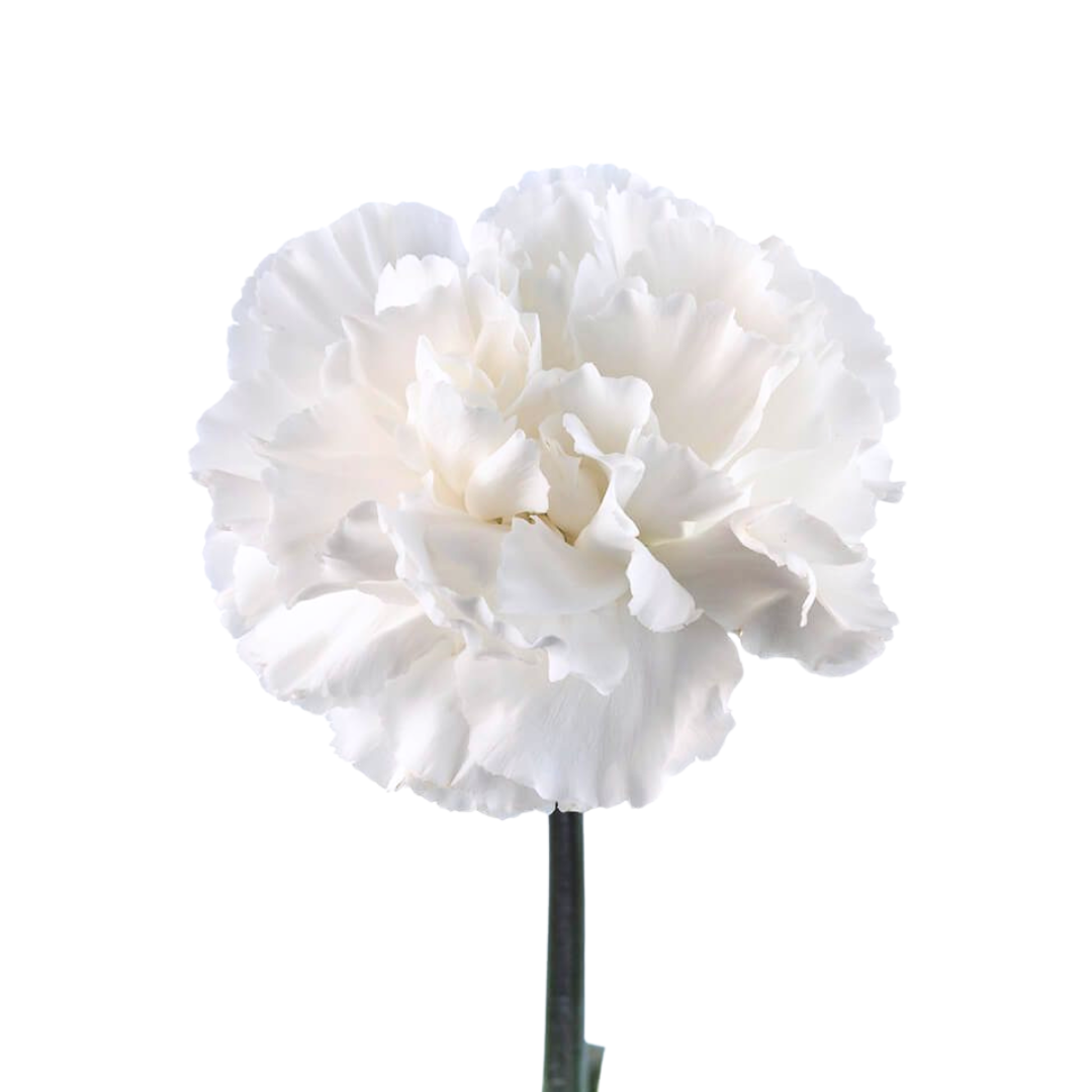 Carnation