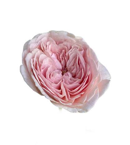 Garden Rose Wabara Loli