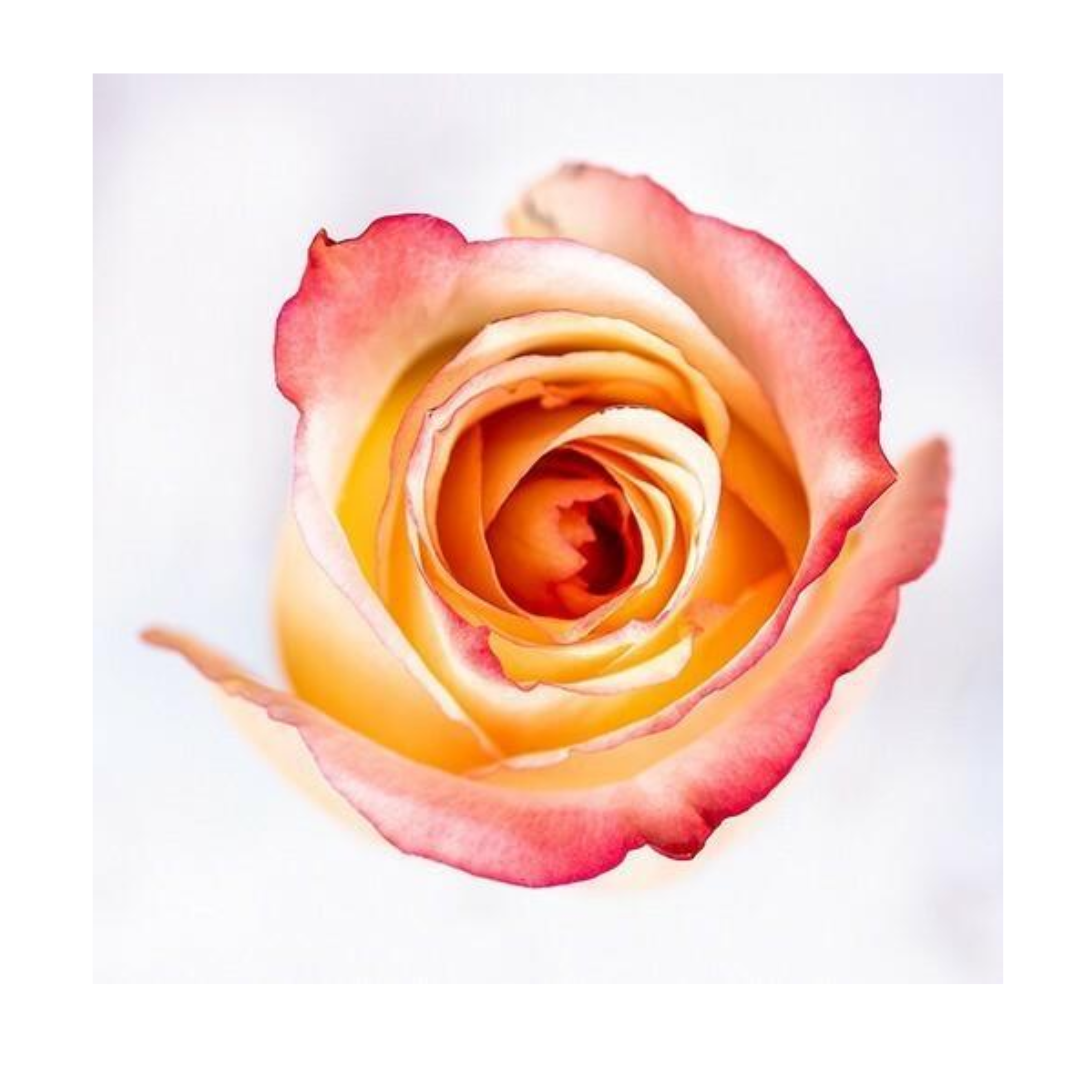 Rose High and Sunshine