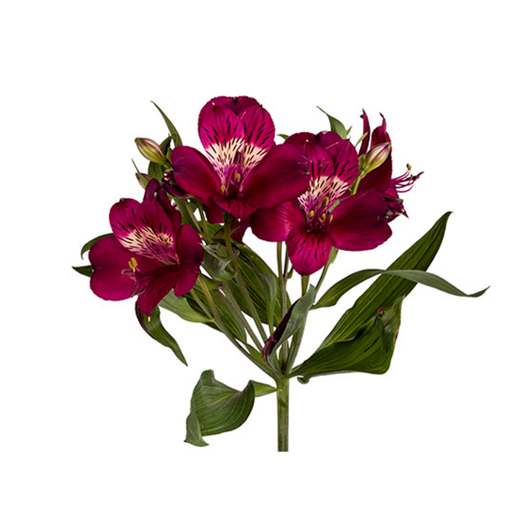 Alstroemeria