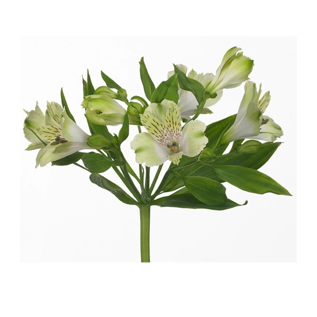 Alstroemeria