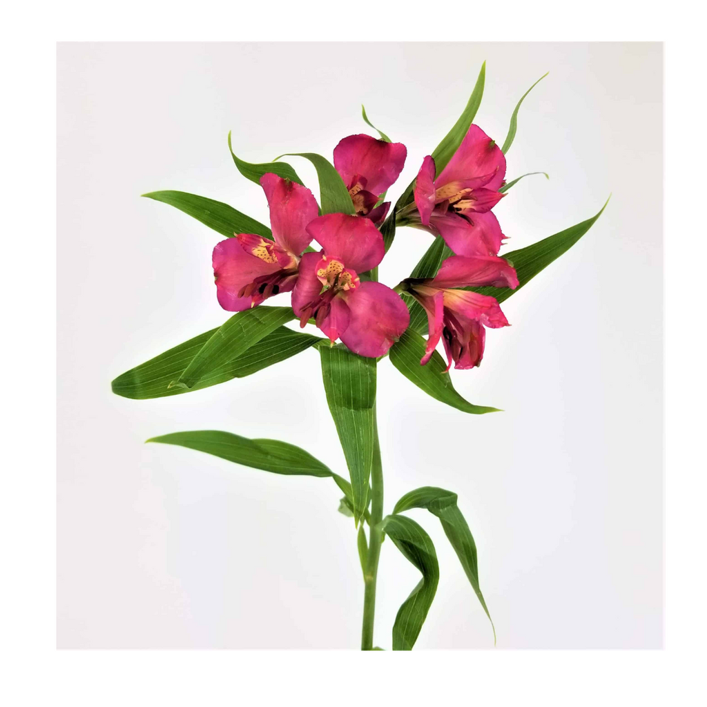 Alstroemeria