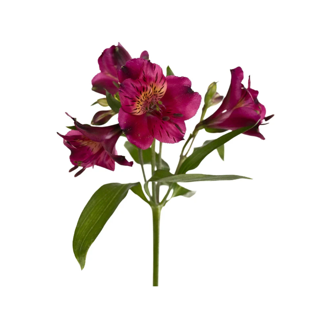 Alstroemeria