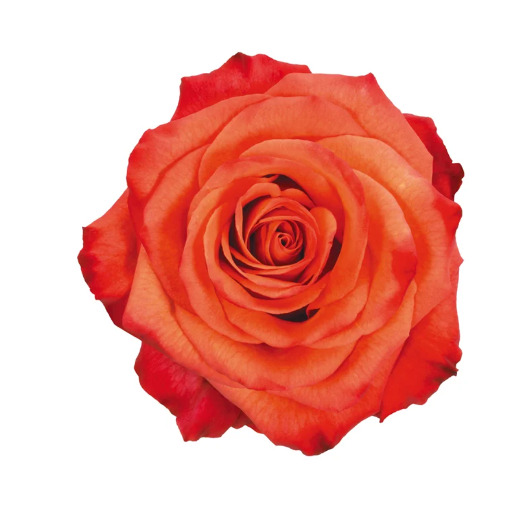 Rose High and Orange