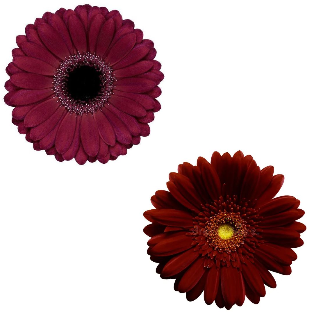 Gerbera