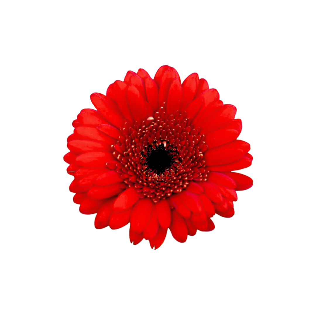Gerbera Mini