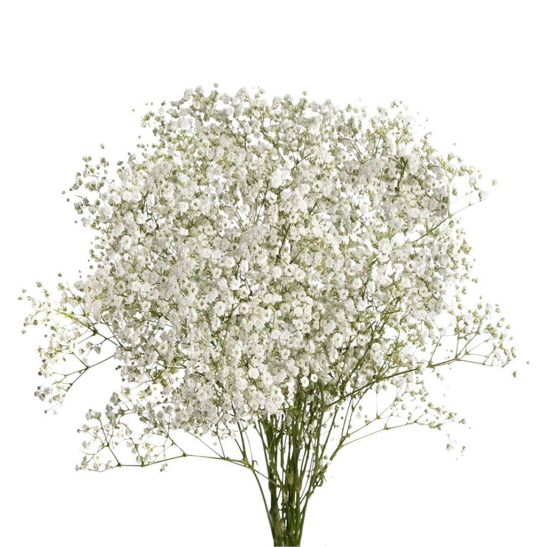 Gypsophila