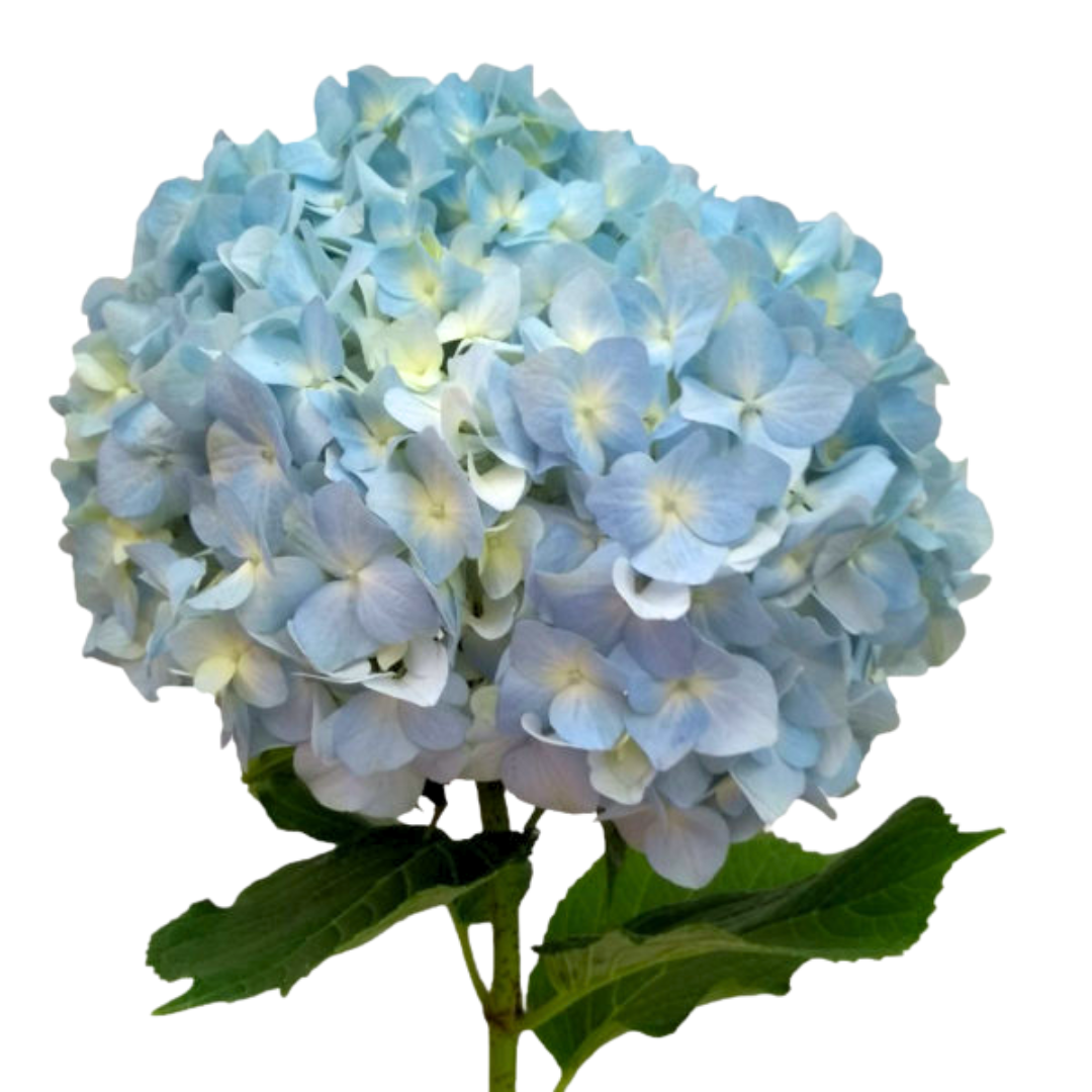 Hydrangea