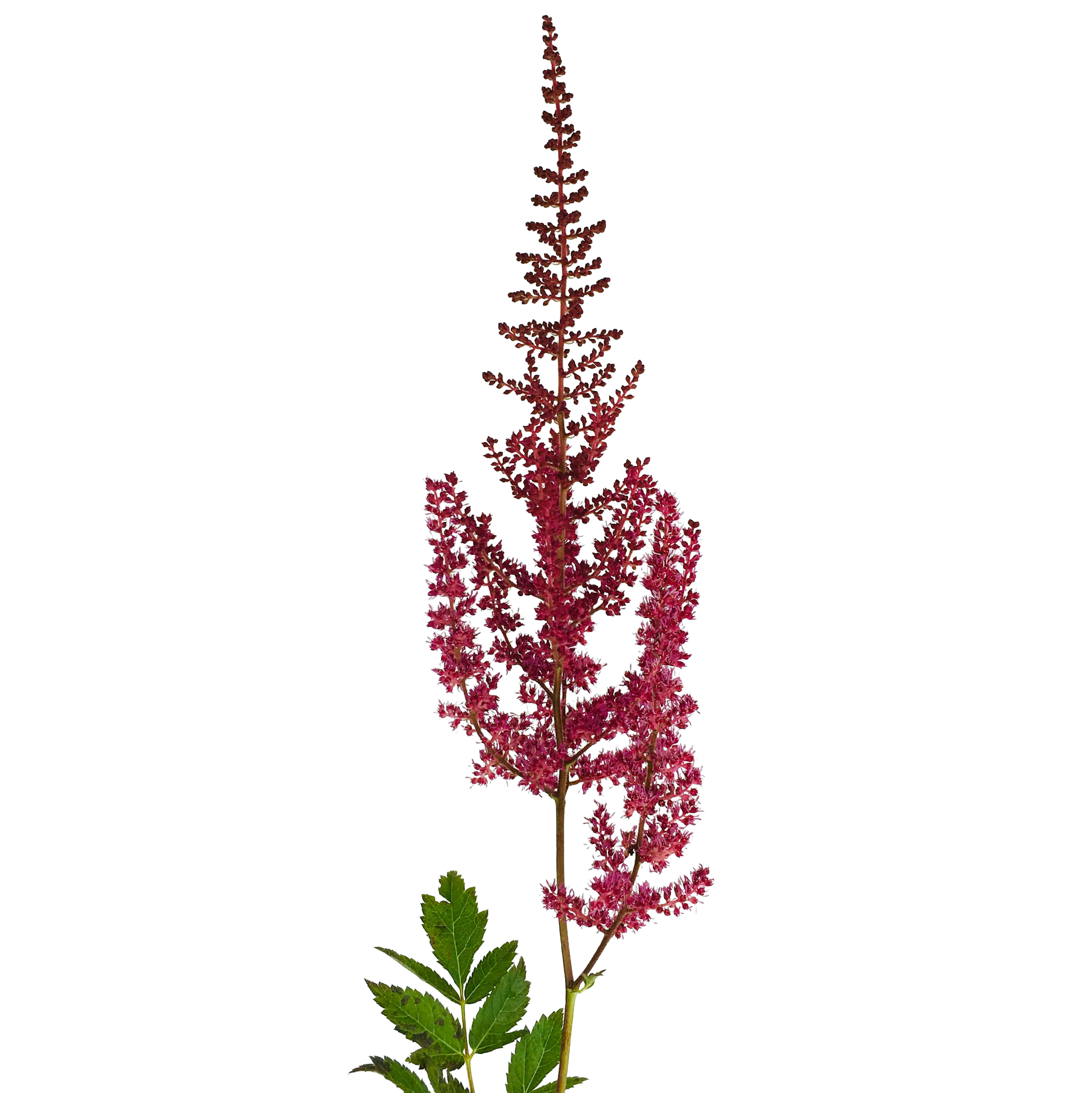 Astilbe