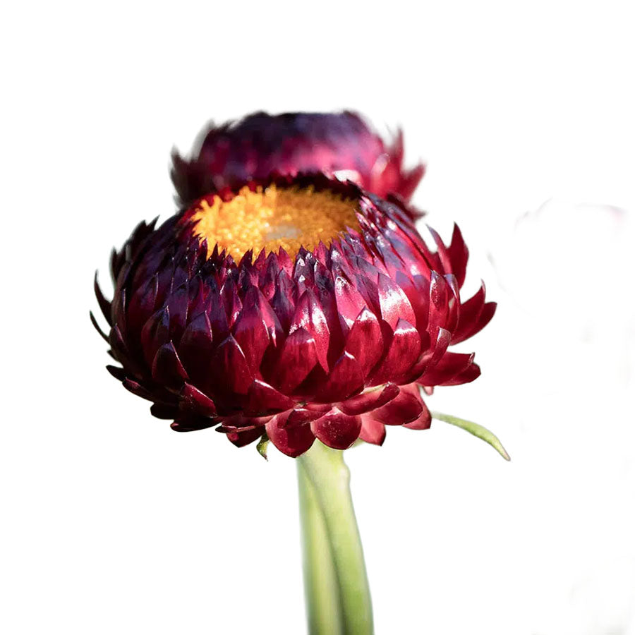Strawflower