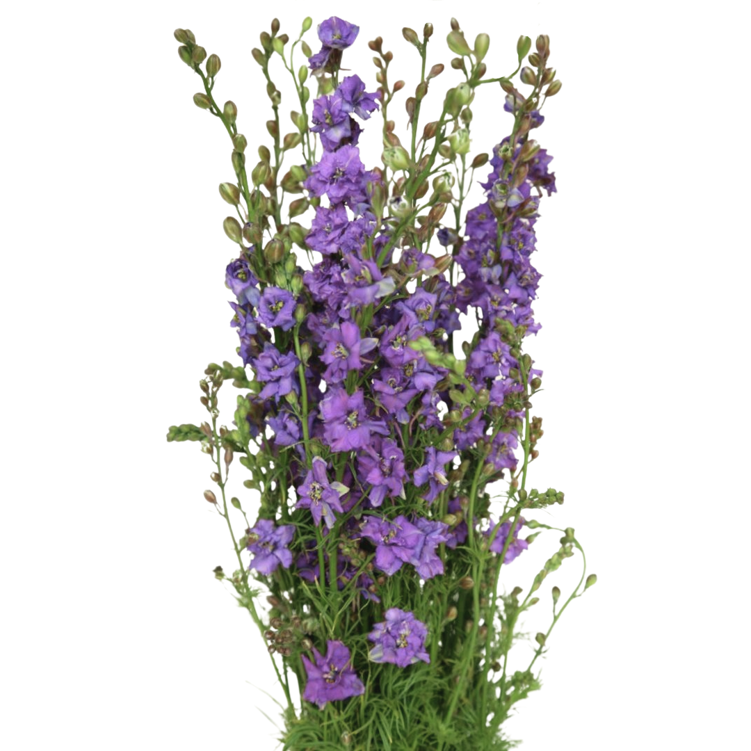 Larkspur