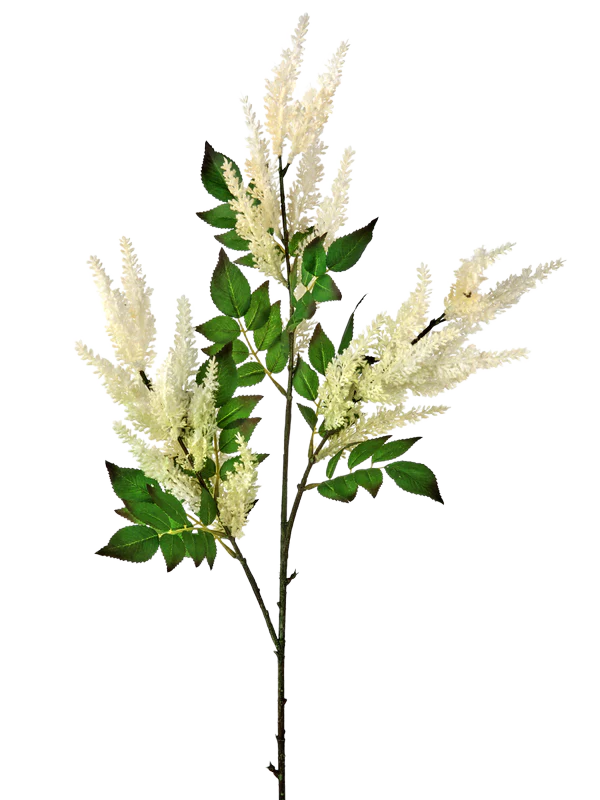 Astilbe