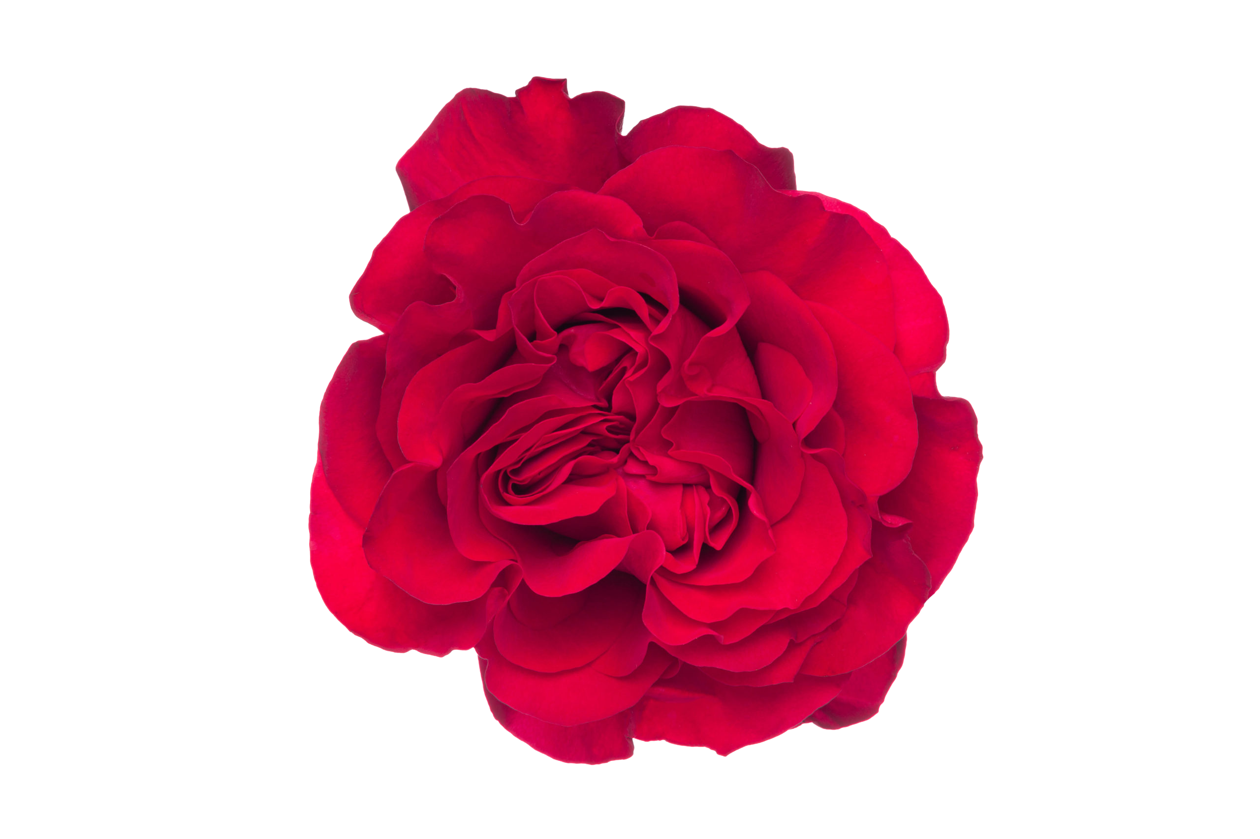 Garden Rose Mayra's Bright