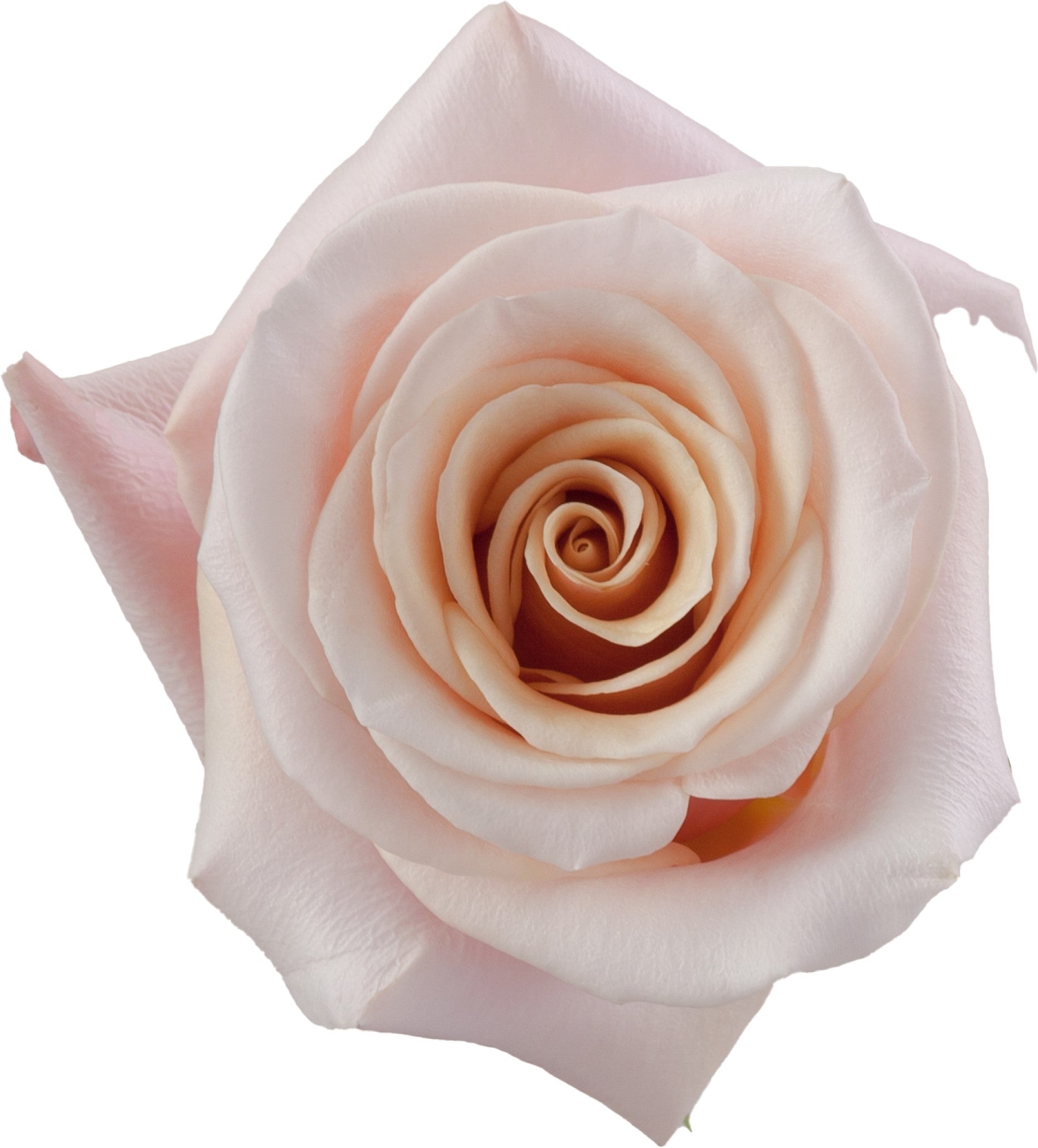 Rose Mother of Pearl