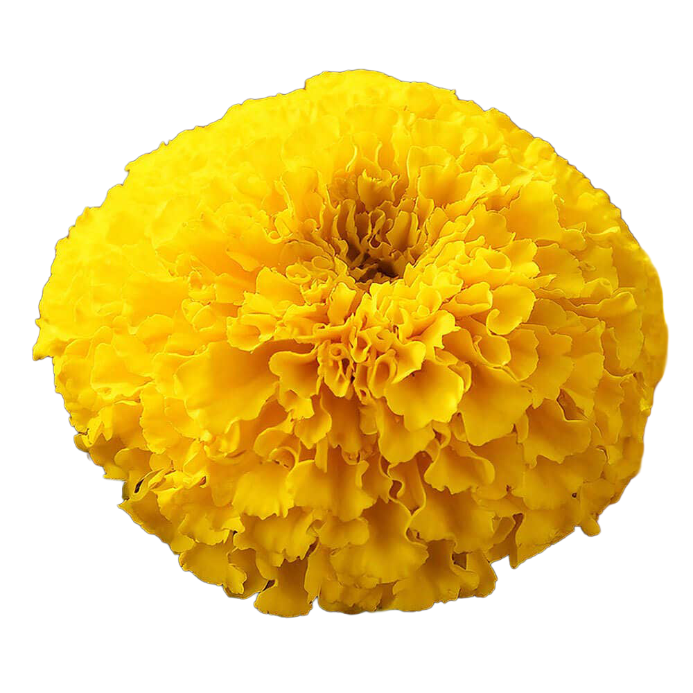 Marigold